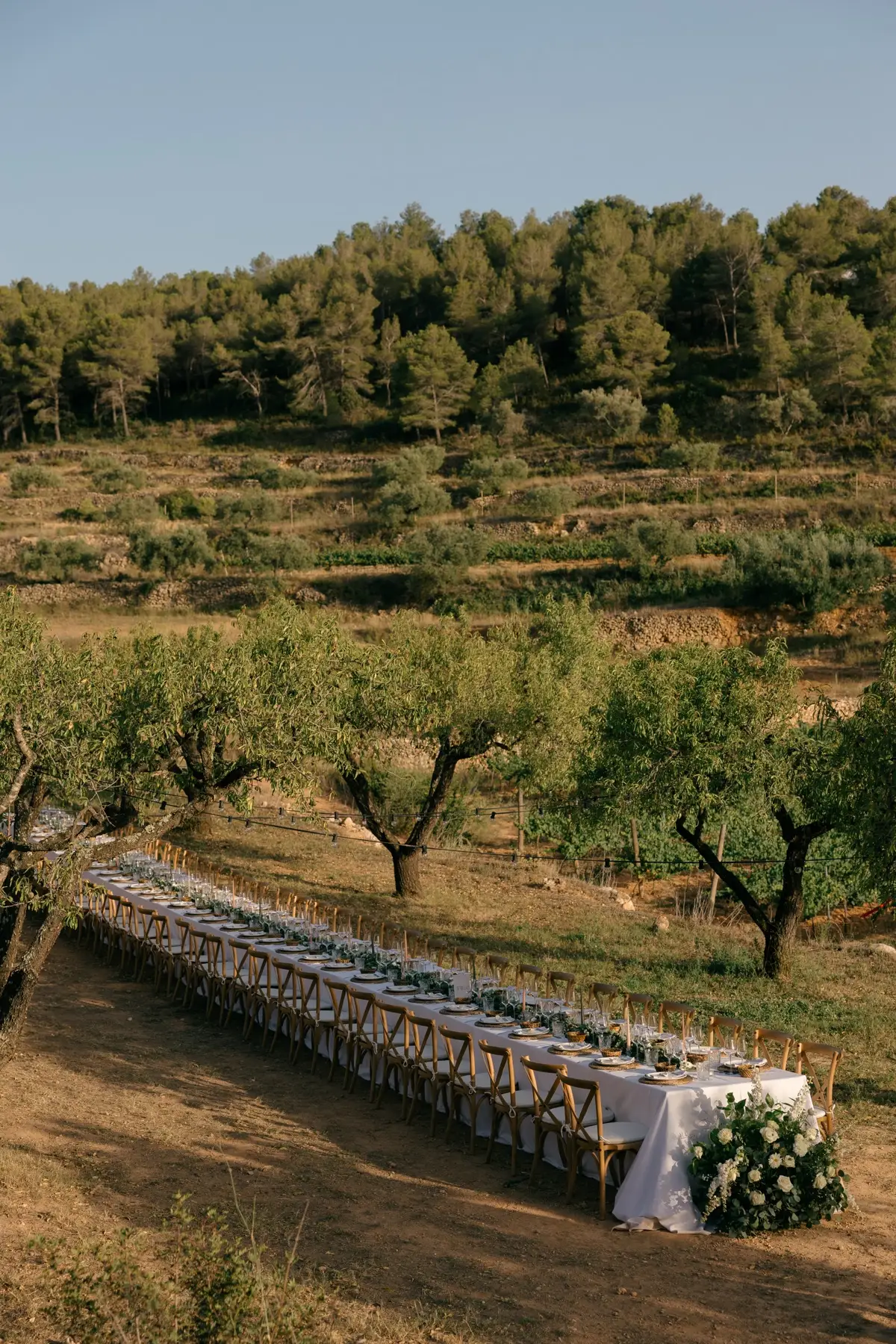 Dining among the olive trees